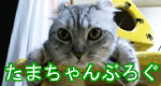 たまちゃんぶろぐ